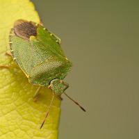 Green Shieldbug 